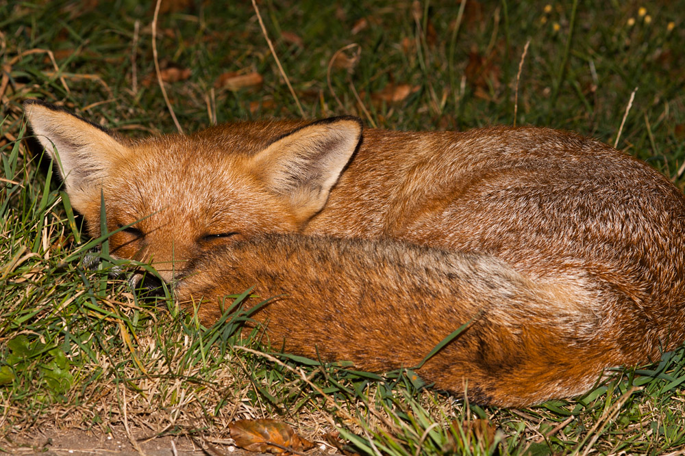 1603161809091152.jpg - Fox sleeping in the garden