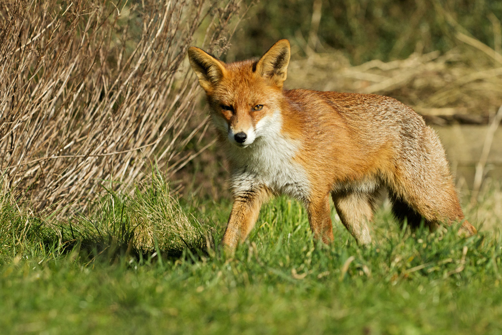 1603181702186521.jpg - Pretty Vixen in the garden during the afternoon