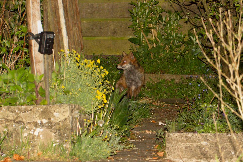 1604141404142072.jpg - Shy fox at rear of garden