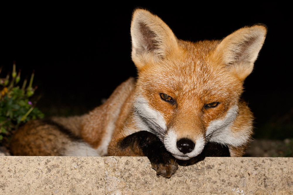 1604162309091697.jpg - Fox lounging at the top of garden steps