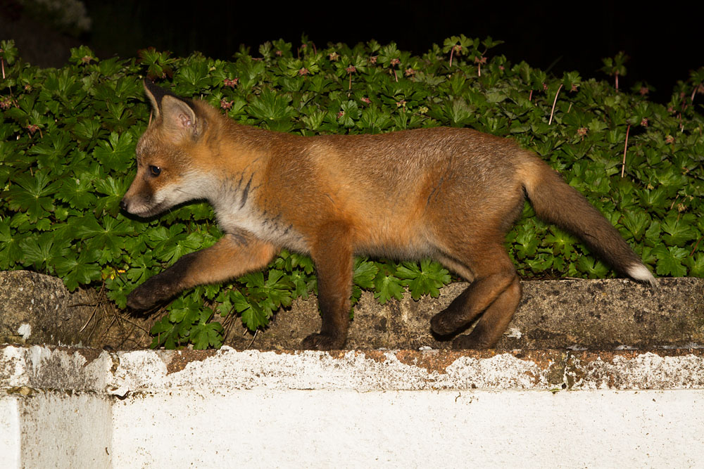 1605131505135805.jpg - Fox cub balancing on the edge of a wall with plant in rear.