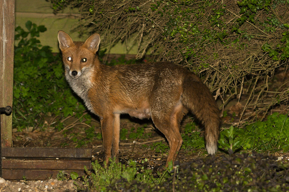 1605141505147999.jpg - Lactating vixen (fox) in garden
