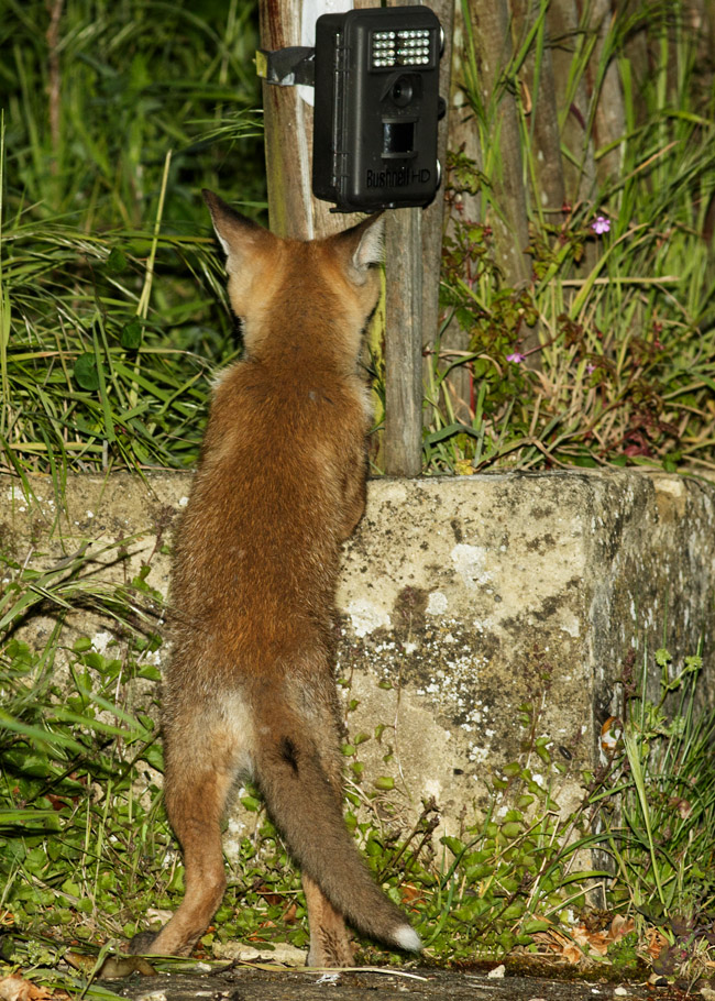1605171605173294.jpg - Fox cub at about 10 weeks old