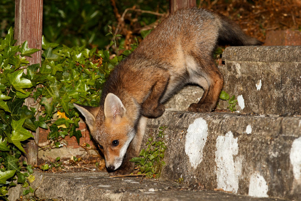 1605181605180086.jpg - Fox cub on garden steps