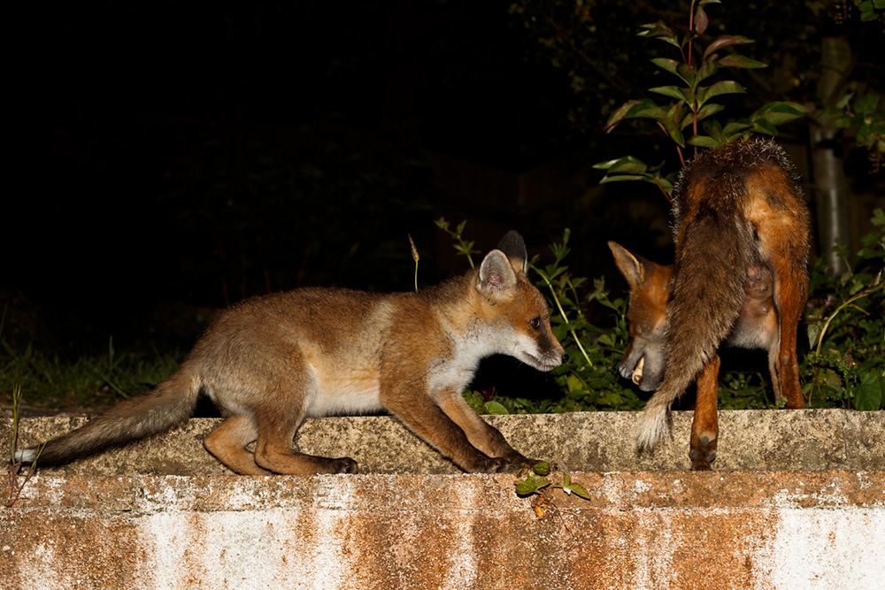 1605191605196982.jpg - fox cub and Wolfy