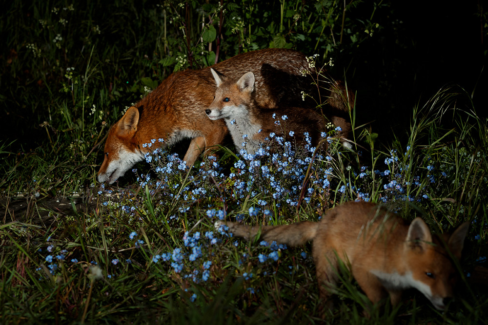 1605211605219694.jpg - Stumpy and fox cub