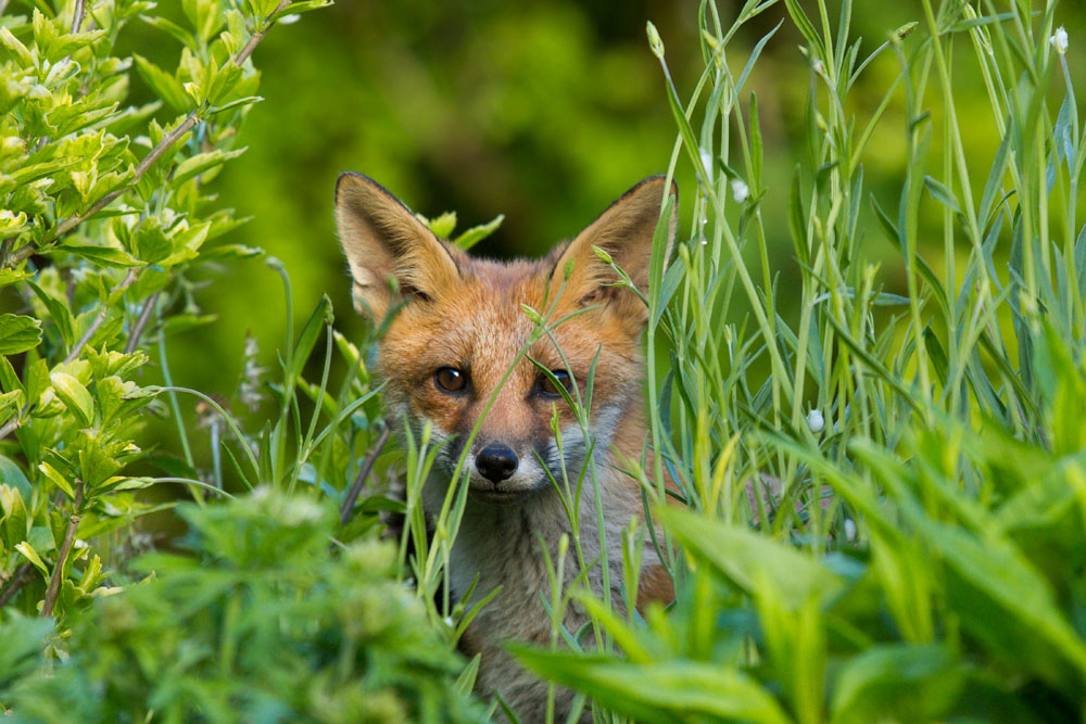 1606131406134326.jpg - Fox cub peeking through lavender bush in suburban garden