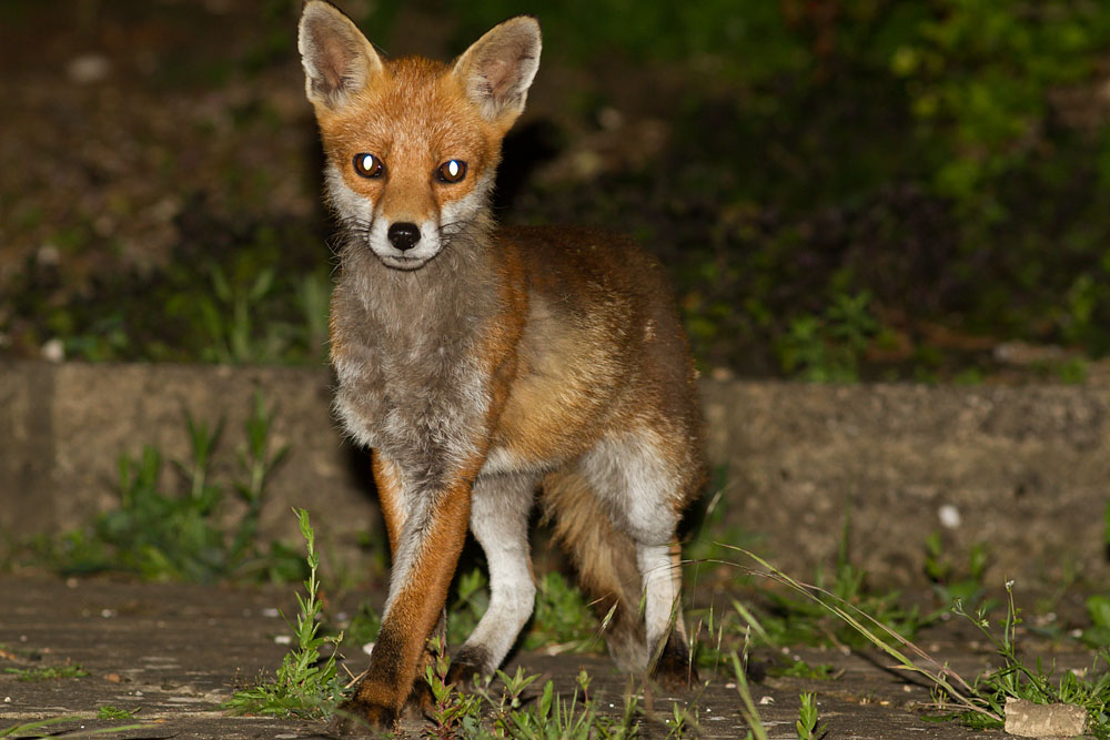 1606141506145355.jpg - Vixen (fox) in garden