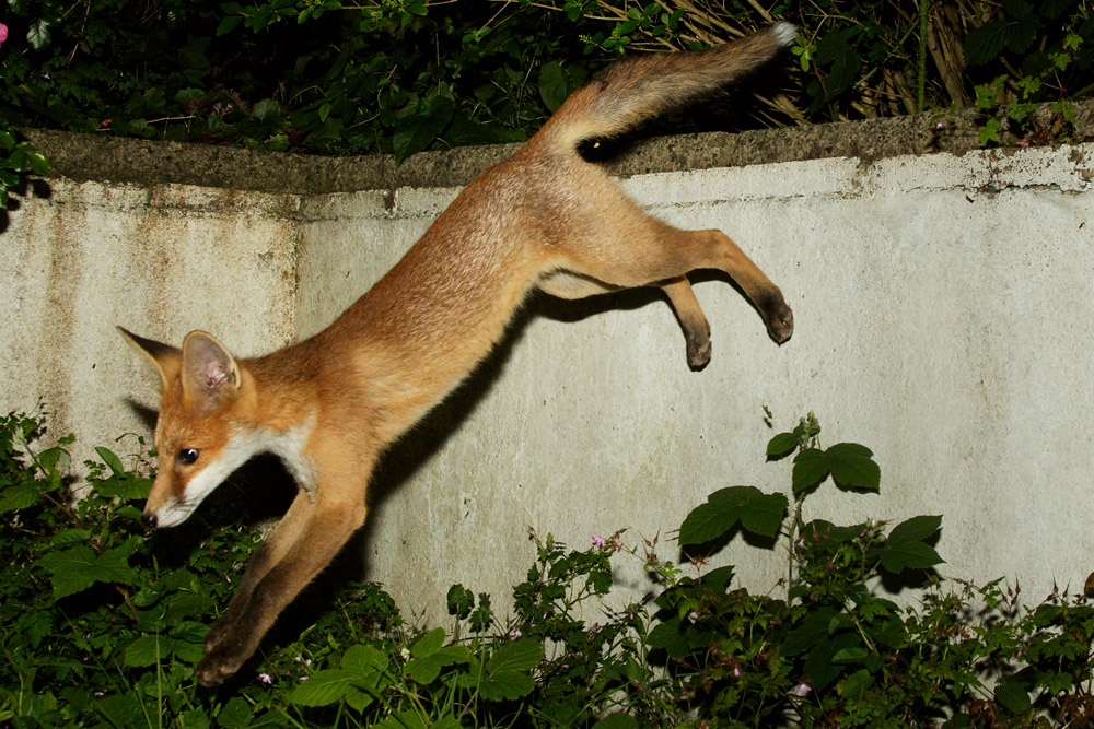 1606171606170588.jpg - Fox cub leaping from wall