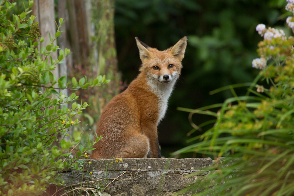 1607131507131284.jpg - Fox cub in garden
