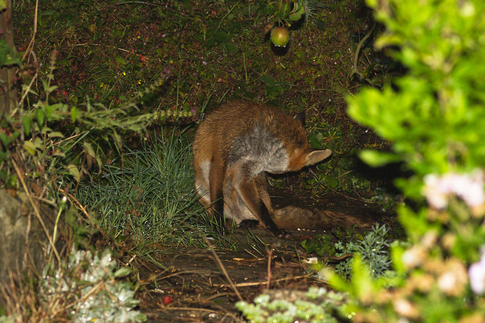 1607141207149562.jpg - Fox with nicked ear in garden