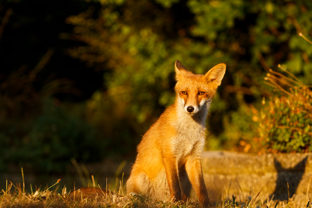 1607181607186922.jpg - Fox in sunshine (Long-Nose)