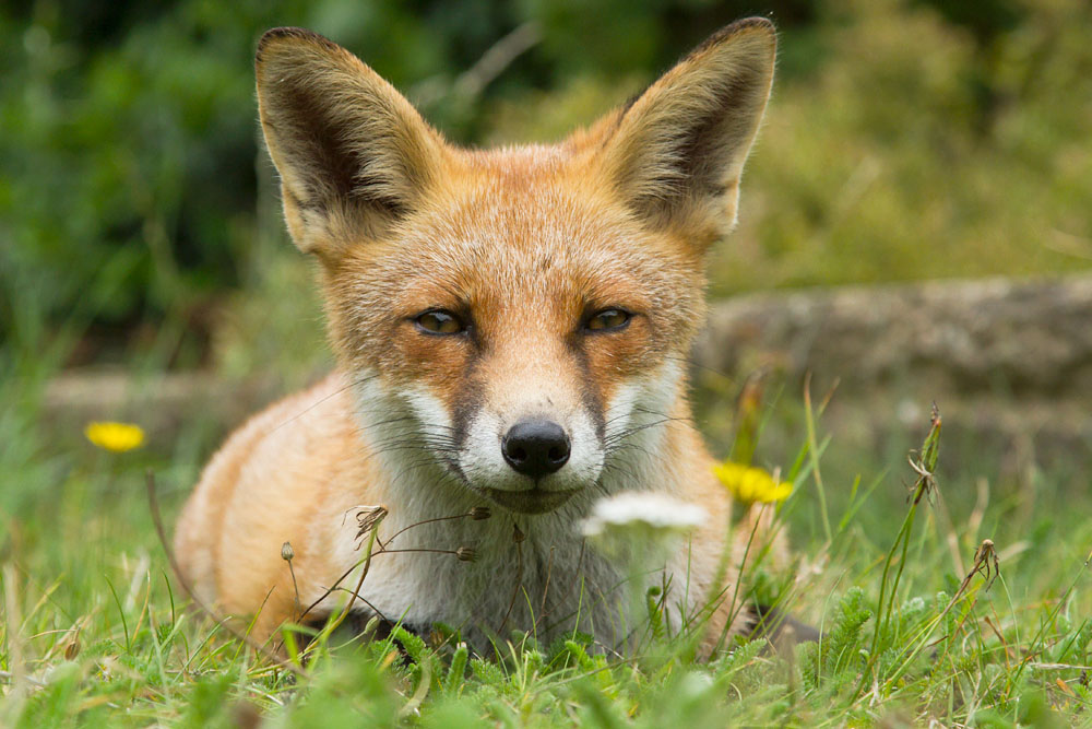 1608141708139914.jpg - Young fox lying down in grass