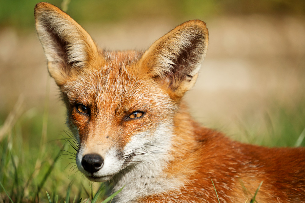 1608181508188623.jpg - Portrait of a young fox (Scamp)