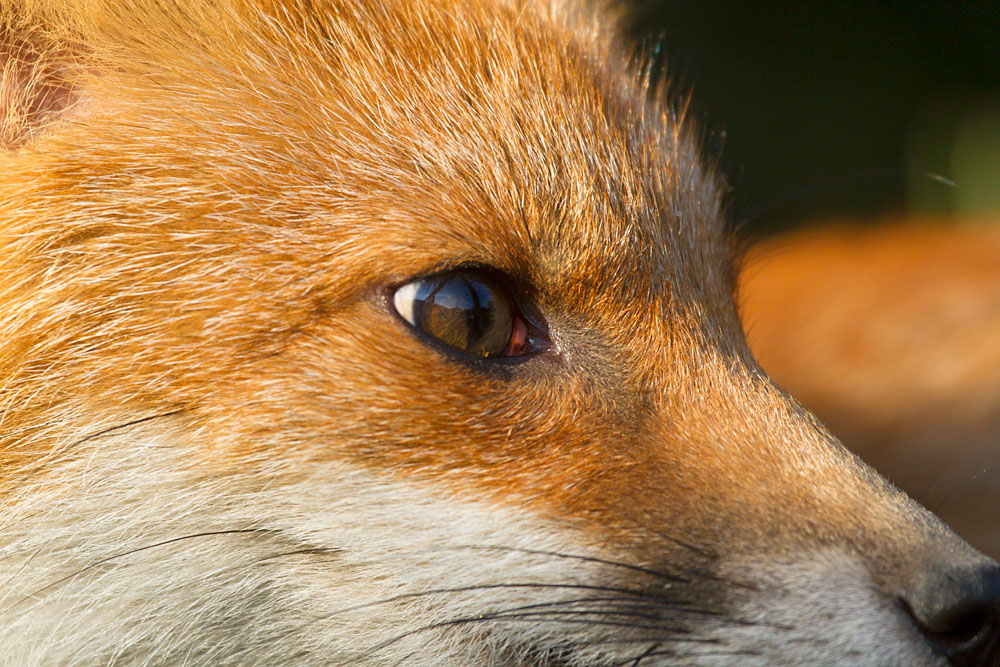 1609130808137388.jpg - Close up head shot of fox cub showing eye