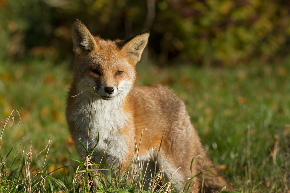 1609142311139273.jpg - Fox in garden