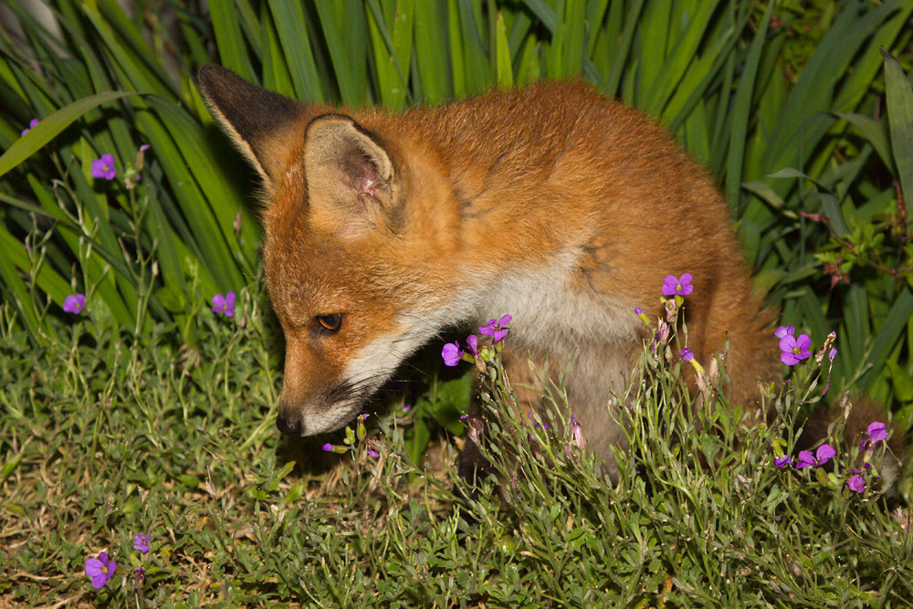 1609151606134832.jpg - Fox cub and flowers
