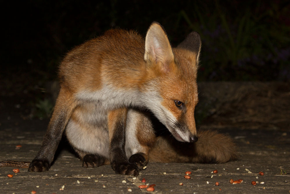 1610142006124928.jpg - Fox cub sitting