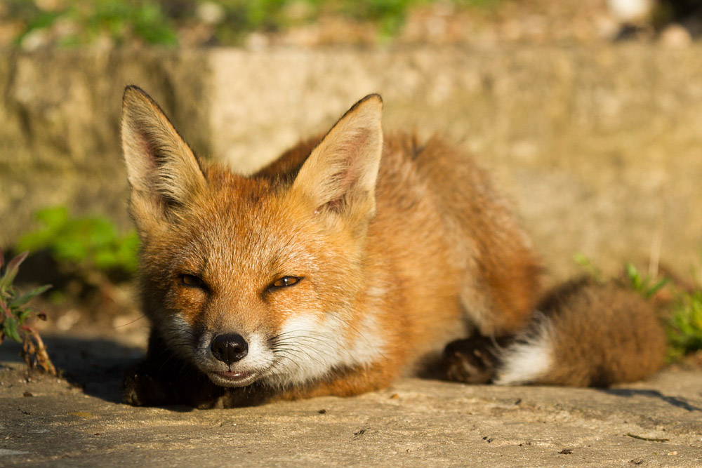 1610152906137320.jpg - Fox cub in sunshine