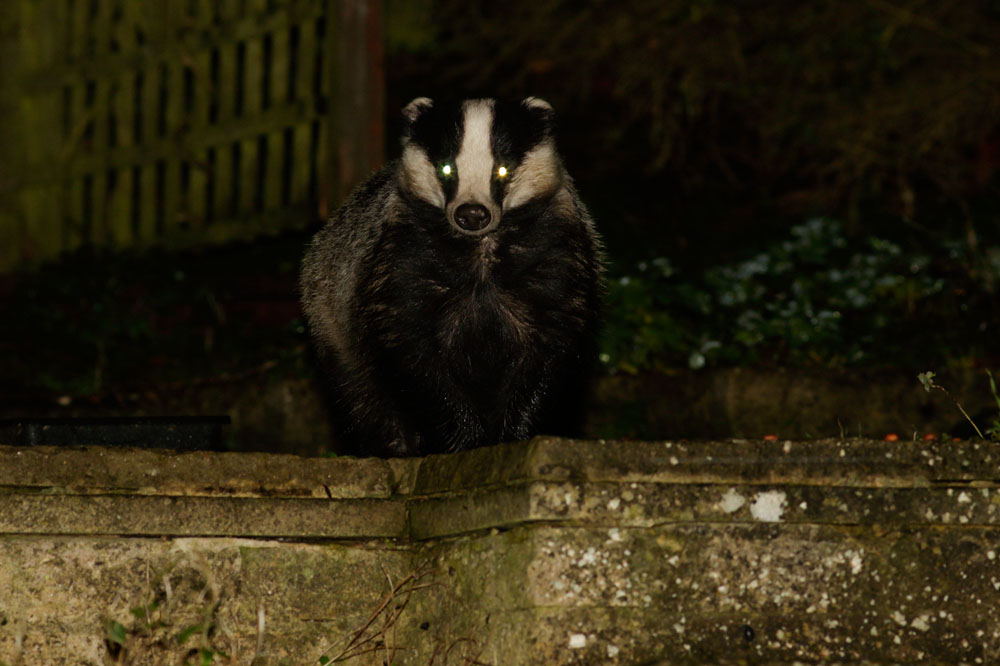 1611141511143818.jpg - Badger in garden