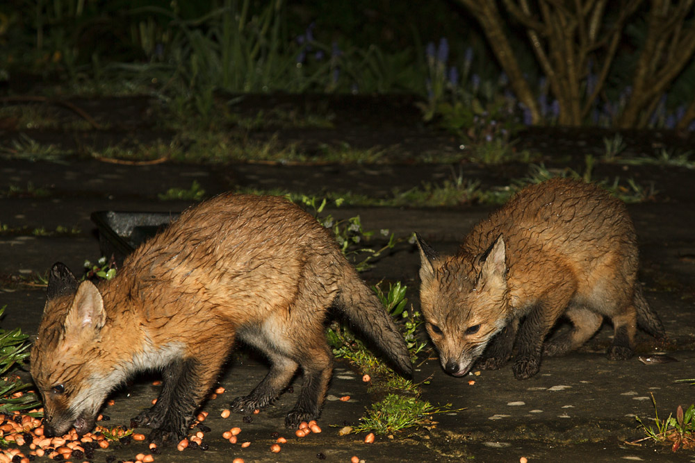 1611161205134777.jpg - Two fox cubs on a rainy night