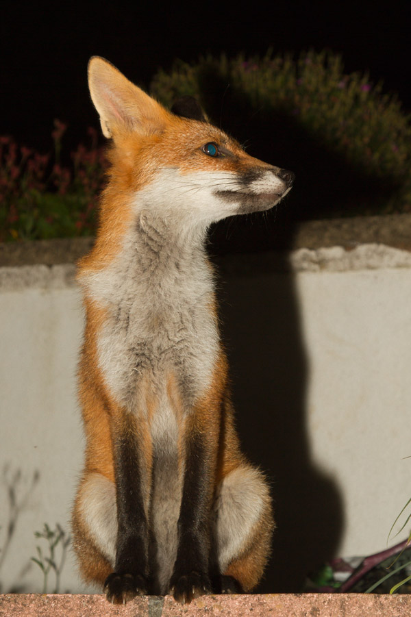 1612151907132797.jpg - Fox cub sitting on wall
