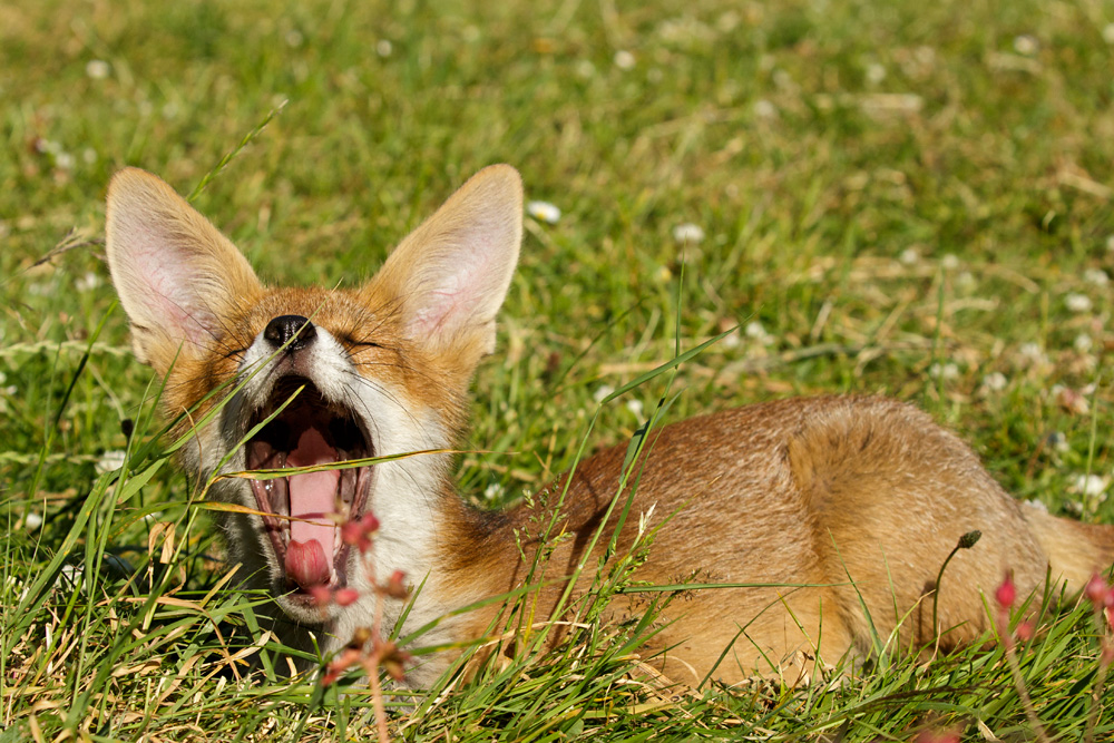 1612171806171153.jpg - Young fox yawning