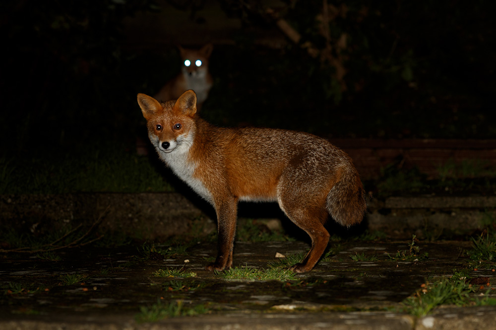 1612191612192958.jpg - Young fox (Stumpy)