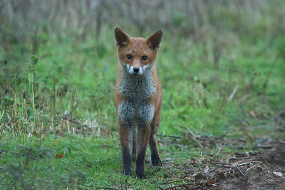 1701141601147299.jpg - Fox (vixen) in field at Falmer, East Sussex