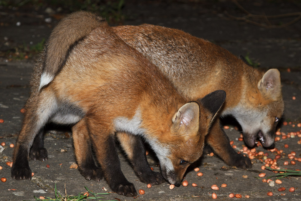 1701172405137971.jpg - Two fox cubs in the garden