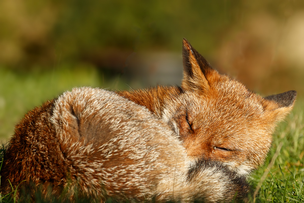 fox 