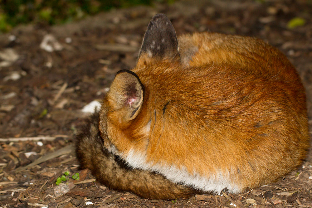 1702152503110467.jpg - Fox curled up sleeping