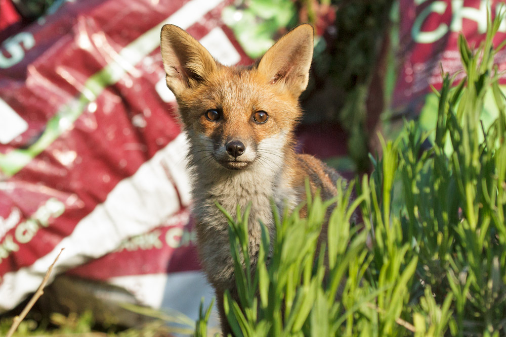 1702172705139686.jpg - Fox cub lurking in the garden