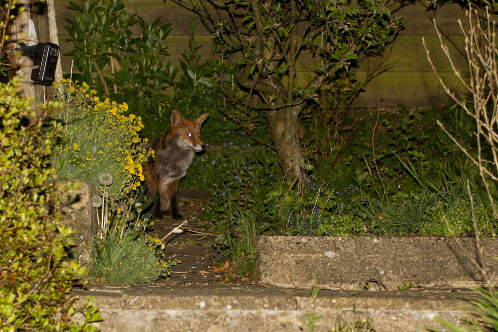 1704141704142552.jpg - Fox in garden