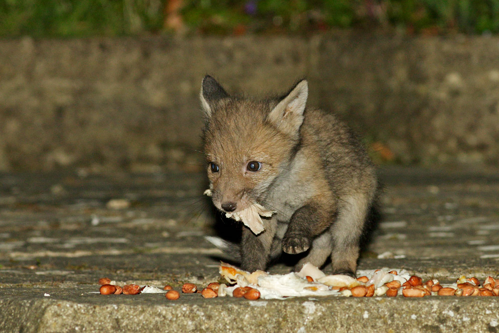 1704171604177483.jpg - First sighting of a fox cub in 2017. It's tiny and probably not more than 6 weeks old.