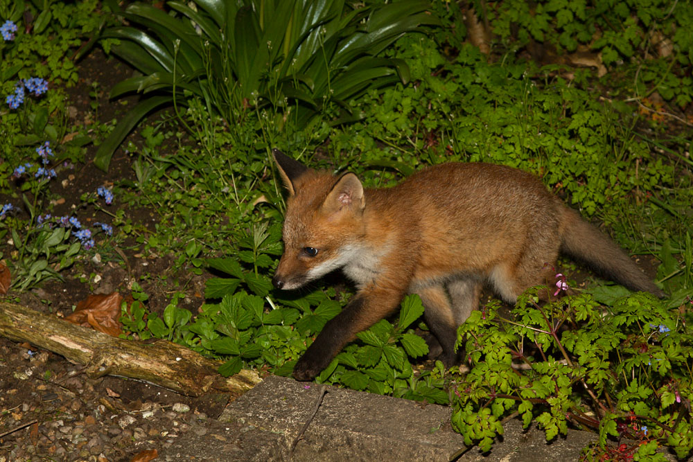1705131605136174.jpg - Fox cub in garden shrubbery.