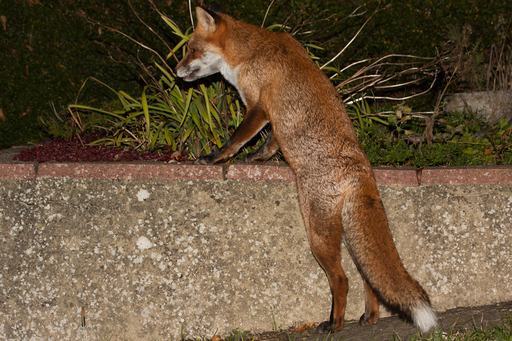 1705161410096860.jpg - Fox by wall