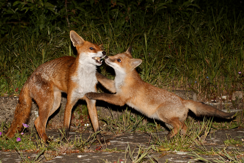 1705181605180250.jpg - Vixen and fox cubs