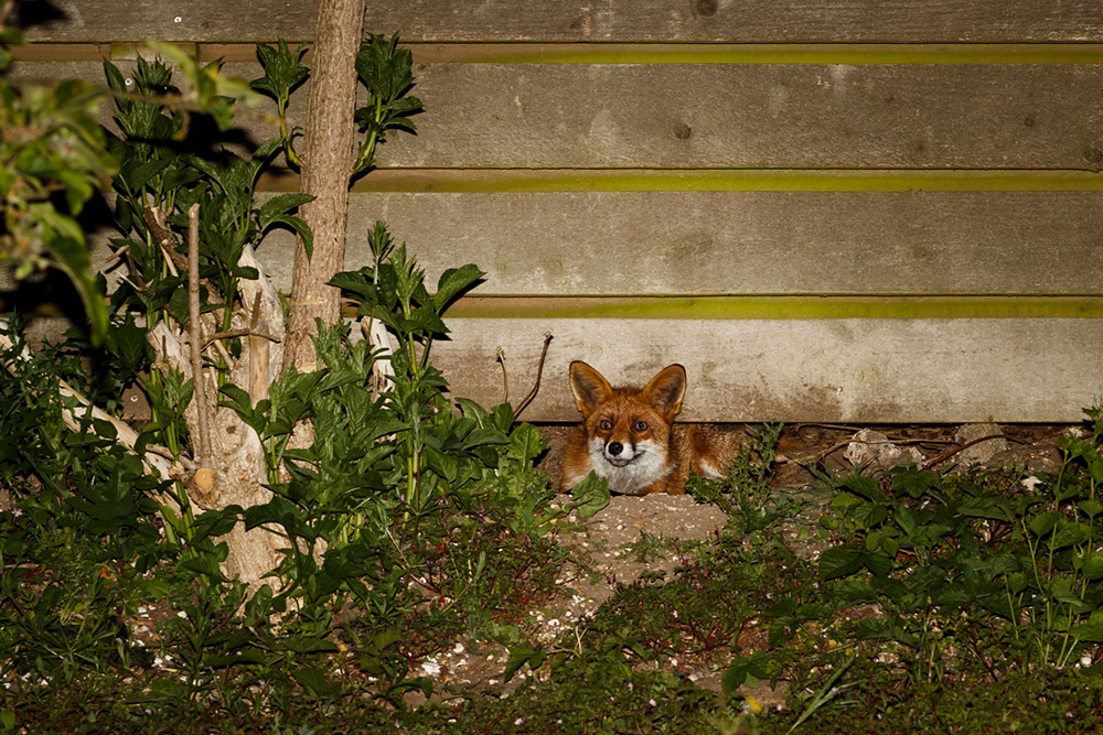 1705191705197089.jpg - Male fox underneath the fence