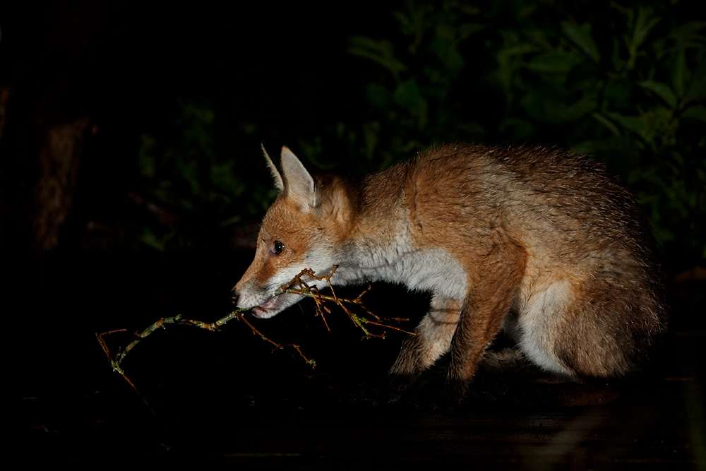 1705211805219764.jpg - Fox cubs in the garden