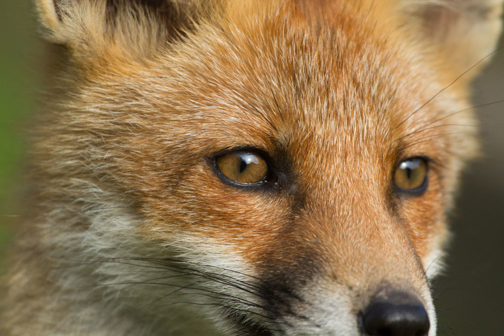 1706131606134697.jpg - Portrait of urban fox cub