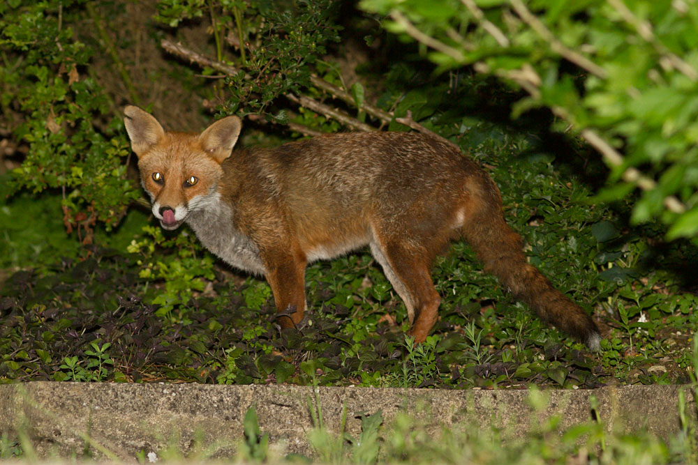 1706141506145337.jpg - Fox with nicked ear in garden