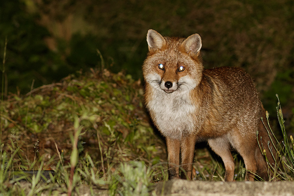 1706161506160302.jpg - Male fox in suburban garden