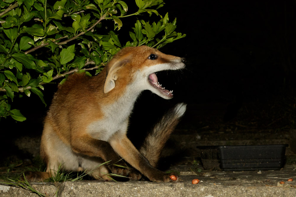 1706171706170941.jpg - Fox cub in a submissive pose, calling to another nearby fox
