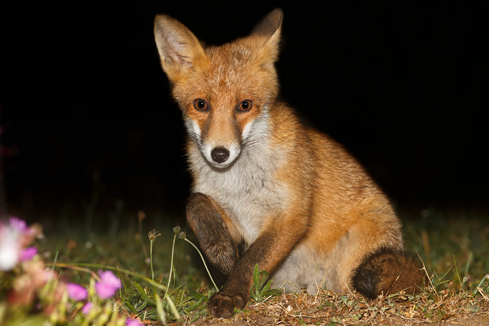 1706181706184322.jpg - Portrait of a fox cub at 3 months