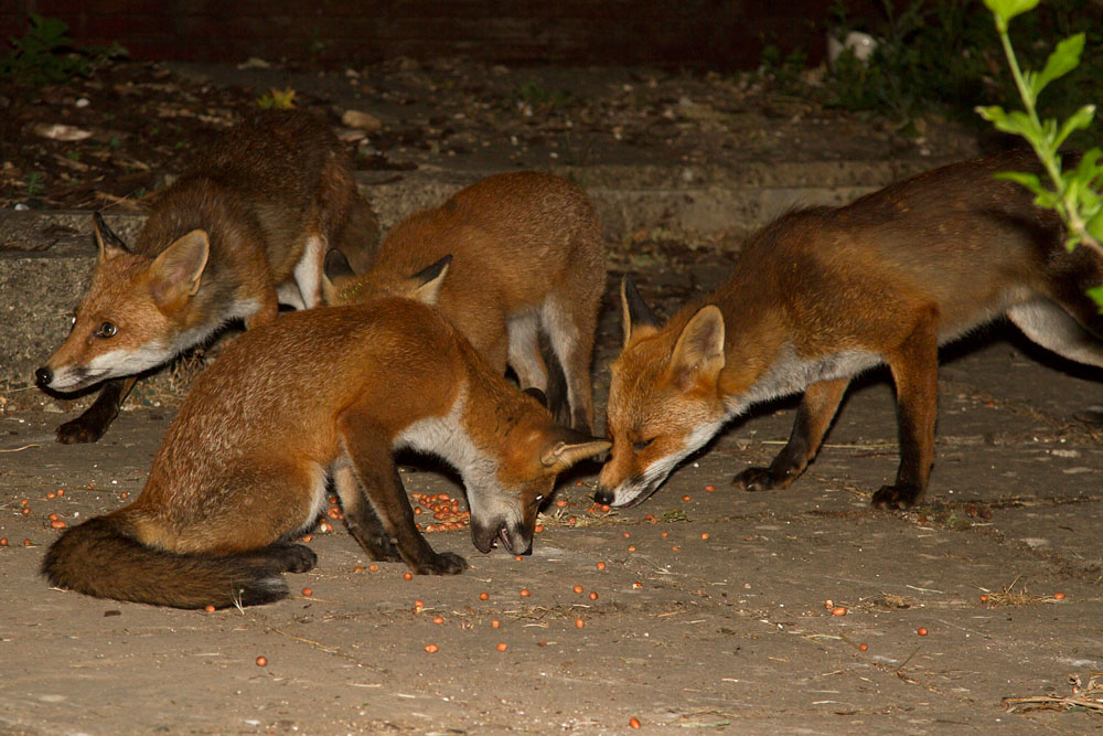 1707131607131679.jpg - Adult foxes with 5 month old cubs.