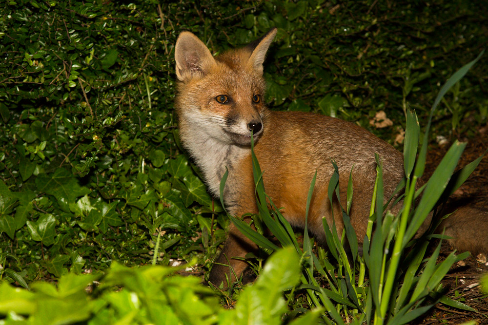 1707150406131859.jpg - Fox cub among the plants