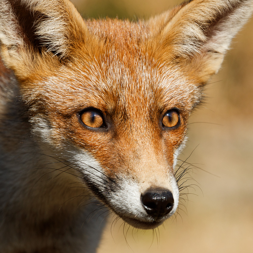 1707181707187002.jpg - Portrait of a young fox (Scamp)