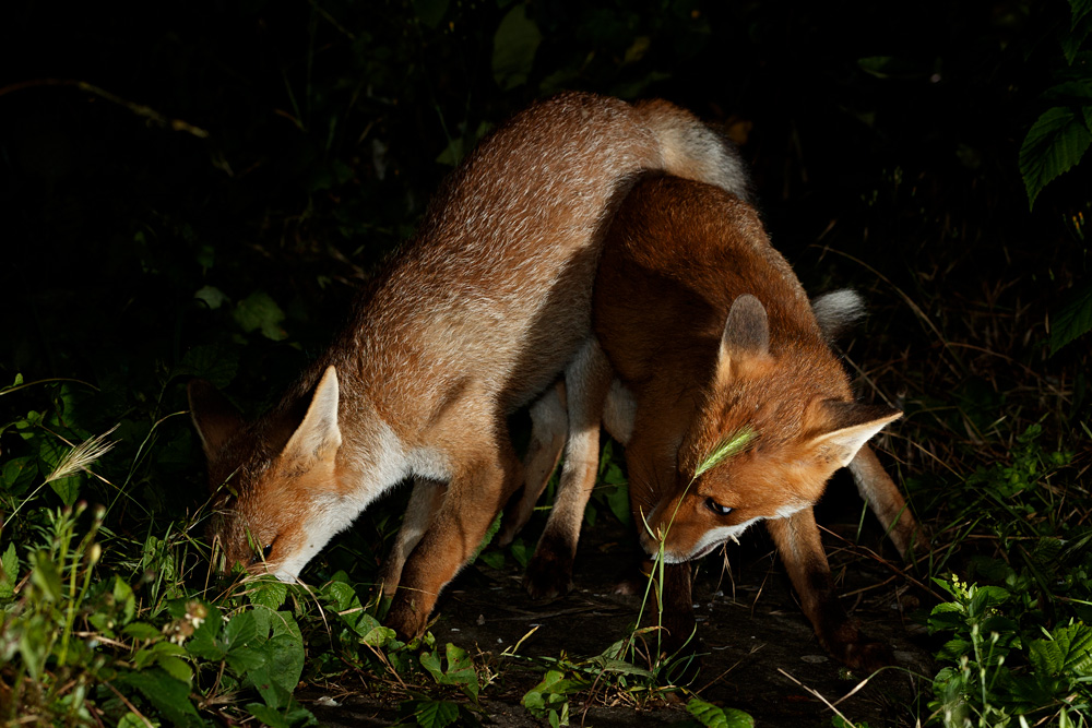 1707211707214507.jpg - Two fox cubs