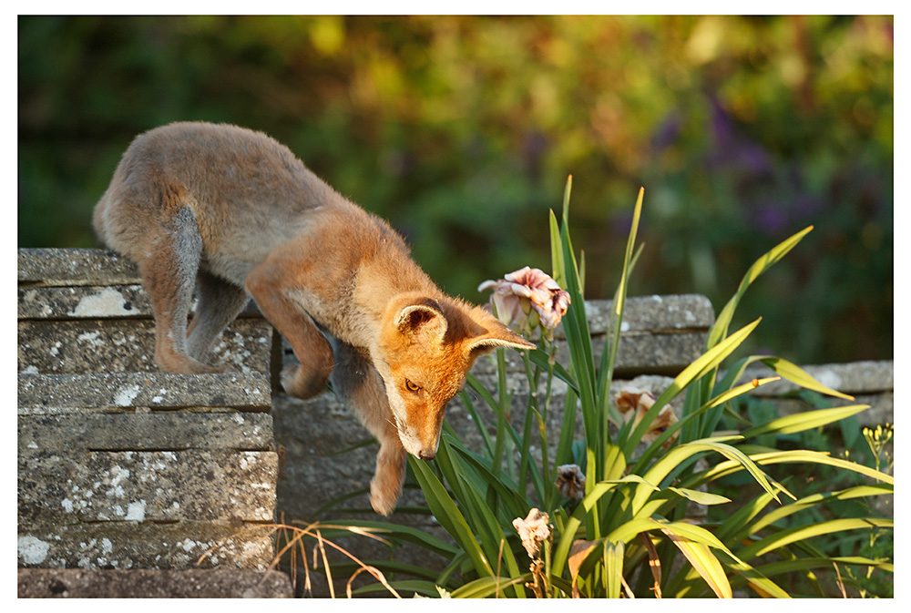 1707251207254029.jpg - Fox cub in sunshine